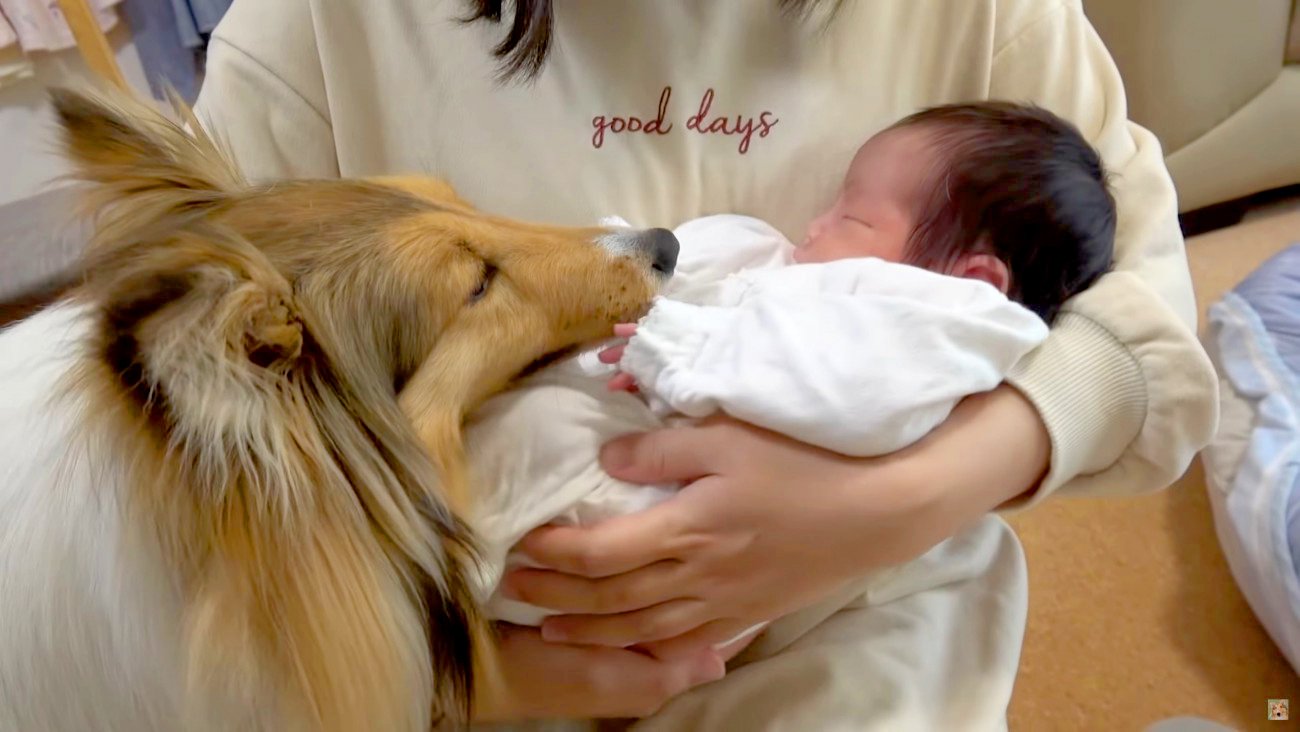 赤ちゃんと初めて会った犬…愛を感じる反応に大絶賛の声「なんでこんなに優しいの」「やさしい世界だ」海外からも注目を集める