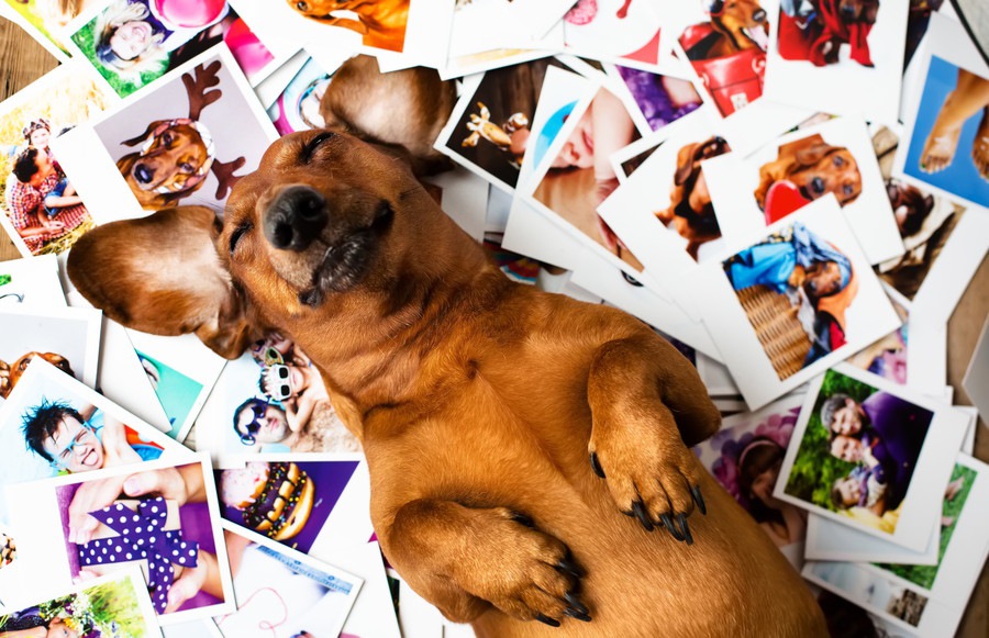 Instagramで愛犬を人気者にするコツ５つ！