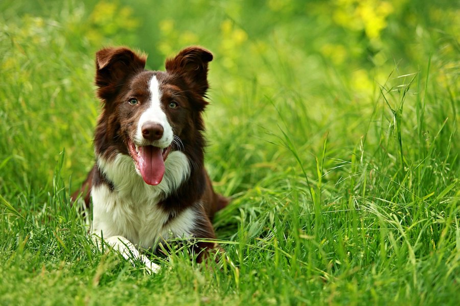 犬が草の中でする『においかぎ』には危険が潜んでいる？