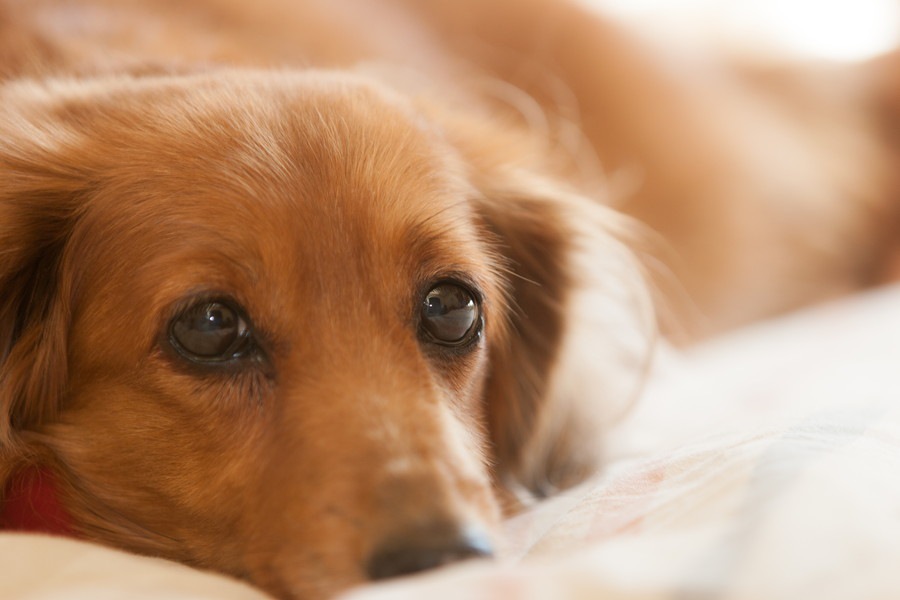 犬の寿命が人間よりも短い理由とは？