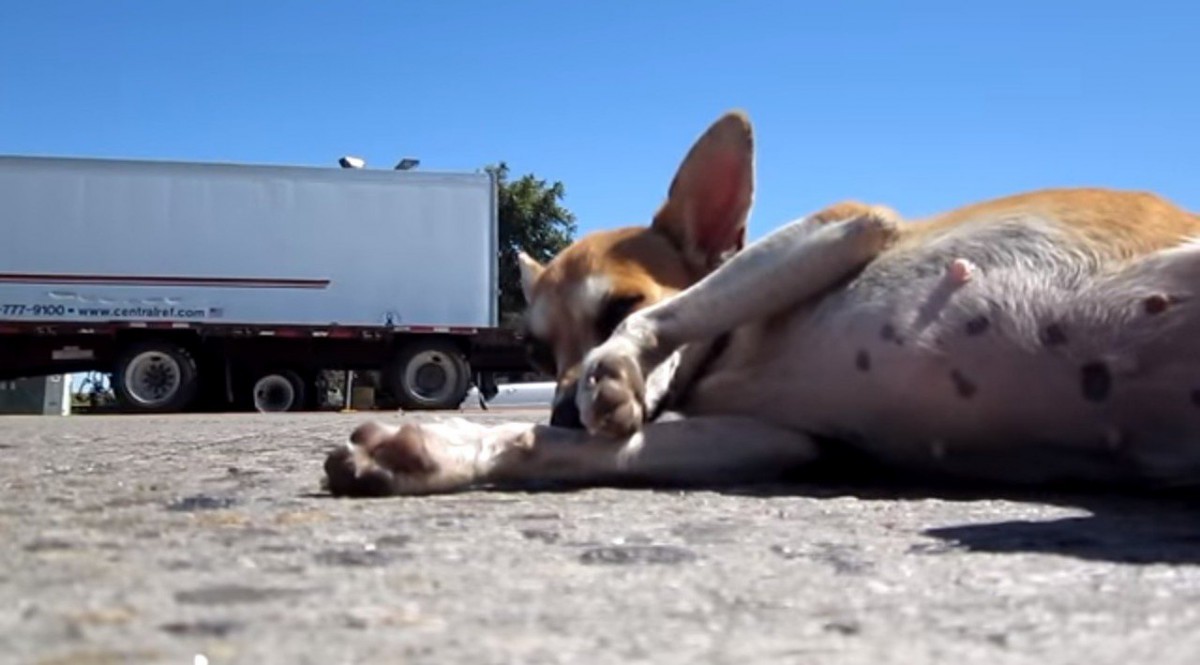 灼熱のアスファルトから起き上がれない…砂漠に捨てられた犬の保護