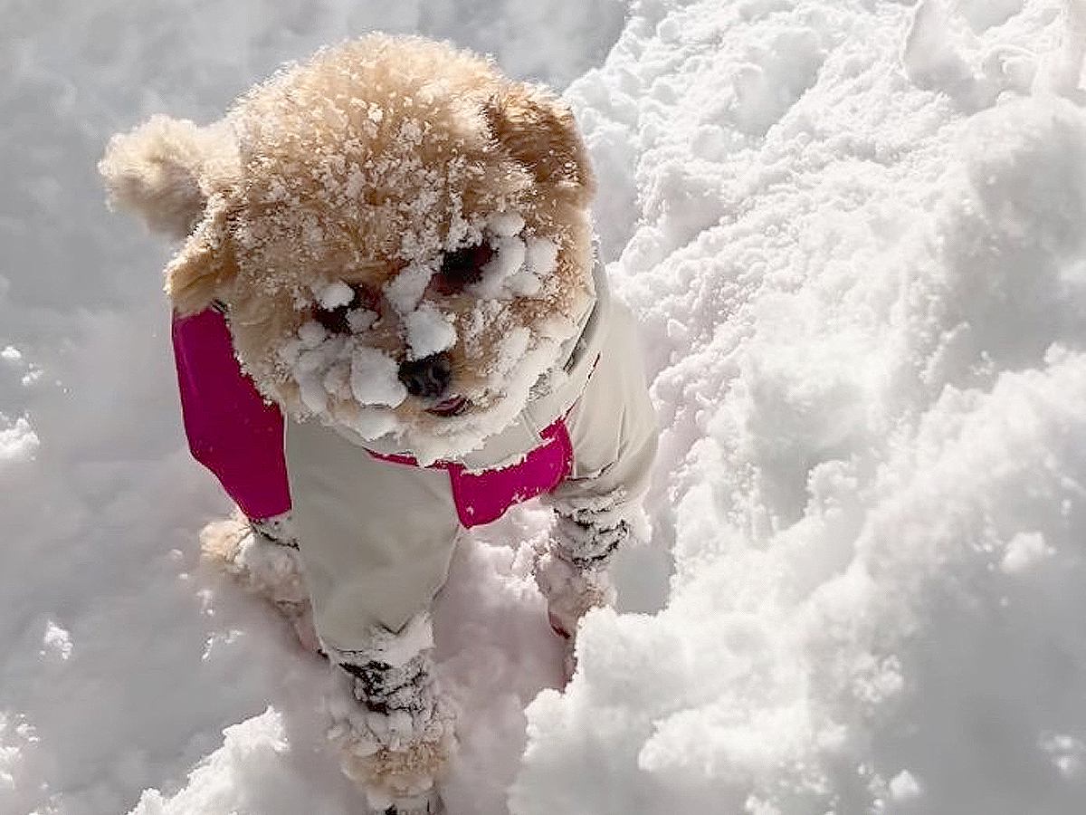 犬を『北海道の雪の中』で遊ばせてみた結果…「なまらめんこい」「顔が雪で見えない笑」大興奮する姿が319万再生を突破し話題に