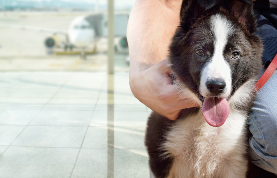 犬を飛行機に乗せても大丈夫？ストレスの原因や和らげる方法3つ