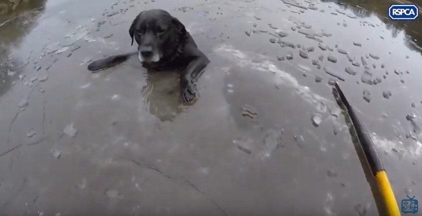 凍った河に犬が落ちた！薄氷の上での命がけのレスキューに感動