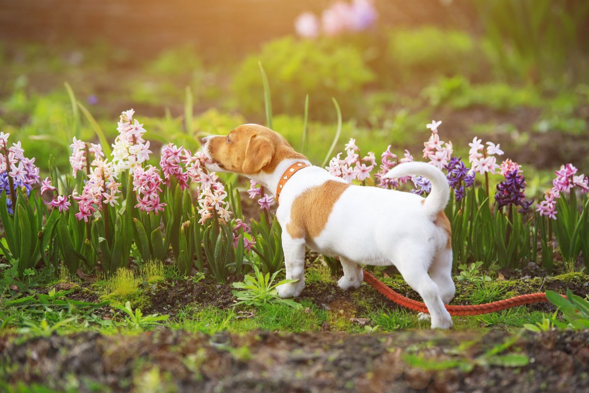 犬が食べると危険な『春の植物』5選　誤食した際の注意すべき症状や未然に防ぐ方法とは？