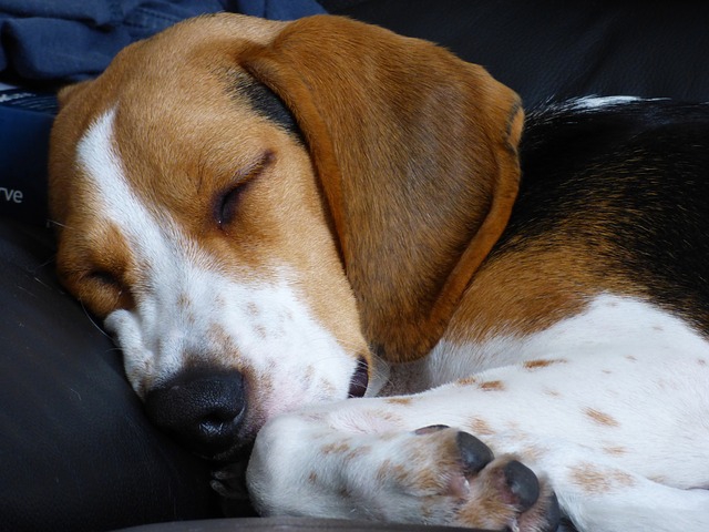 犬の睡眠時間は平均どれくらい？年齢や環境による差はあるの？