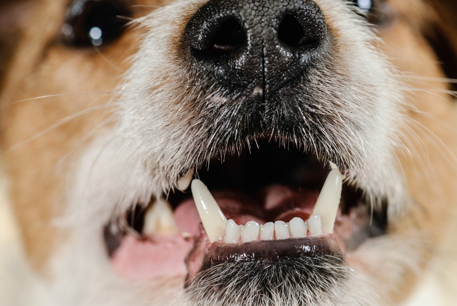 犬が虫歯に！原因や治療方法は？予防法はあるの？