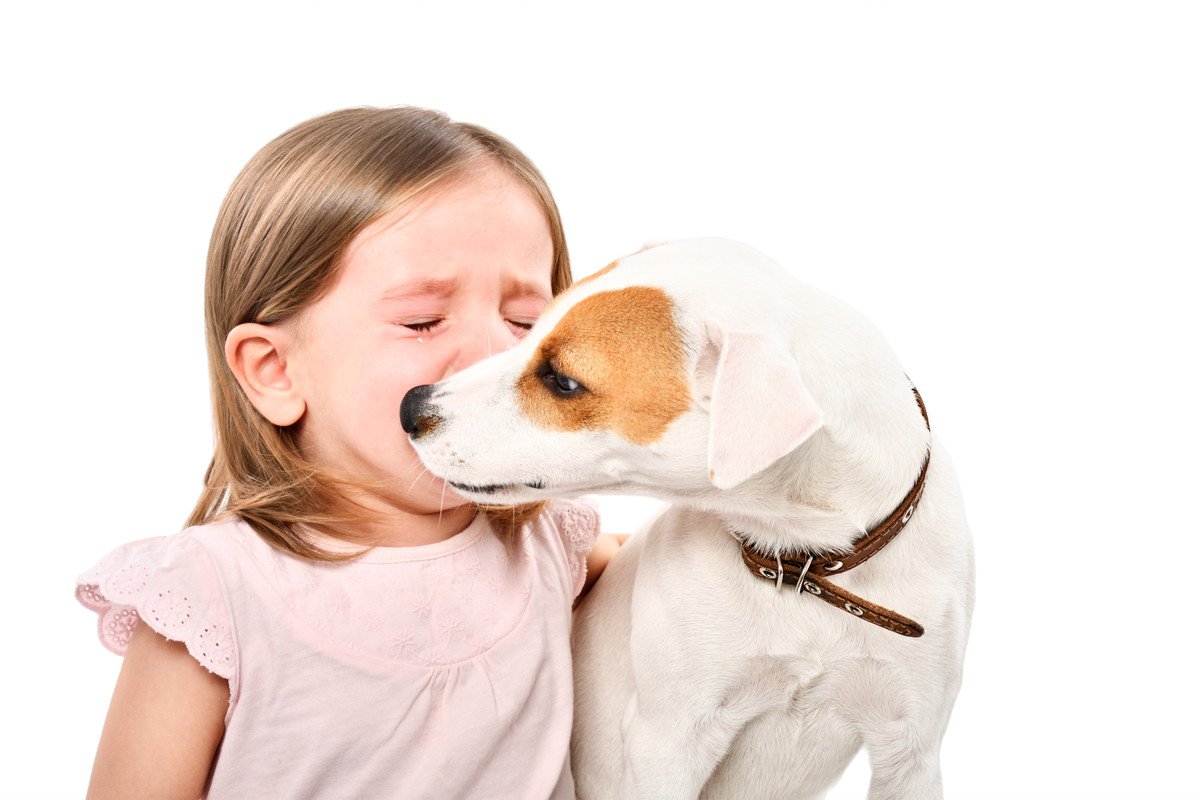 犬が人の涙を舐める心理とは？3つの気持ちや慰めていると言われる理由