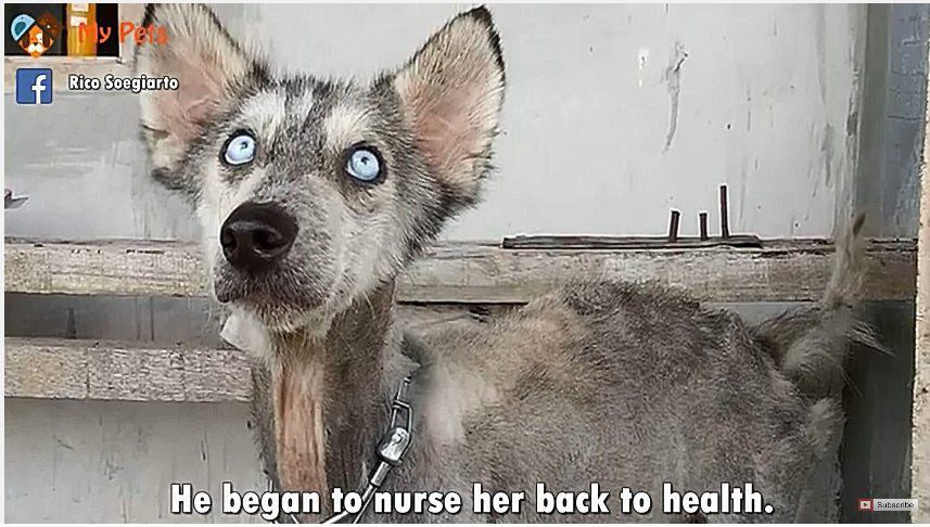 骨と皮状態で道路に横たわってた犬、10カ月後の姿に驚きを隠せない！