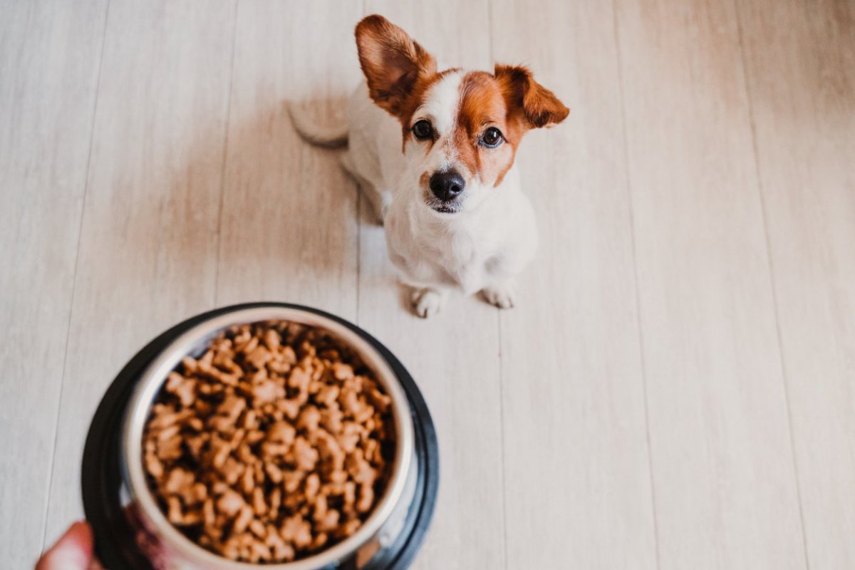 犬が見せる『食べすぎサイン』5選！ご飯を与えすぎると起こる悪影響