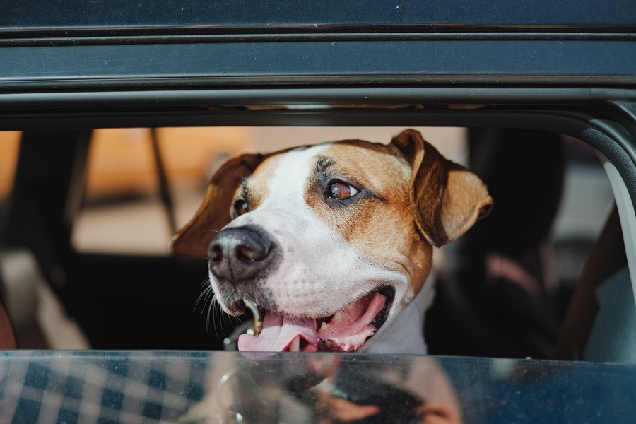 自動車での移動は犬にストレスを与えるだろうか？という研究結果