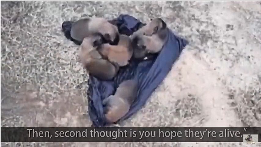 8匹の生まれて間もない仔犬たちがごみ袋に入れられて投げ捨てられていた！