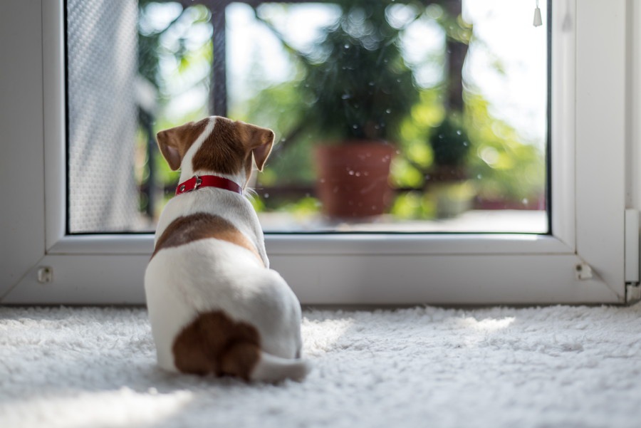 犬が家から外を眺めているときの心理４つ