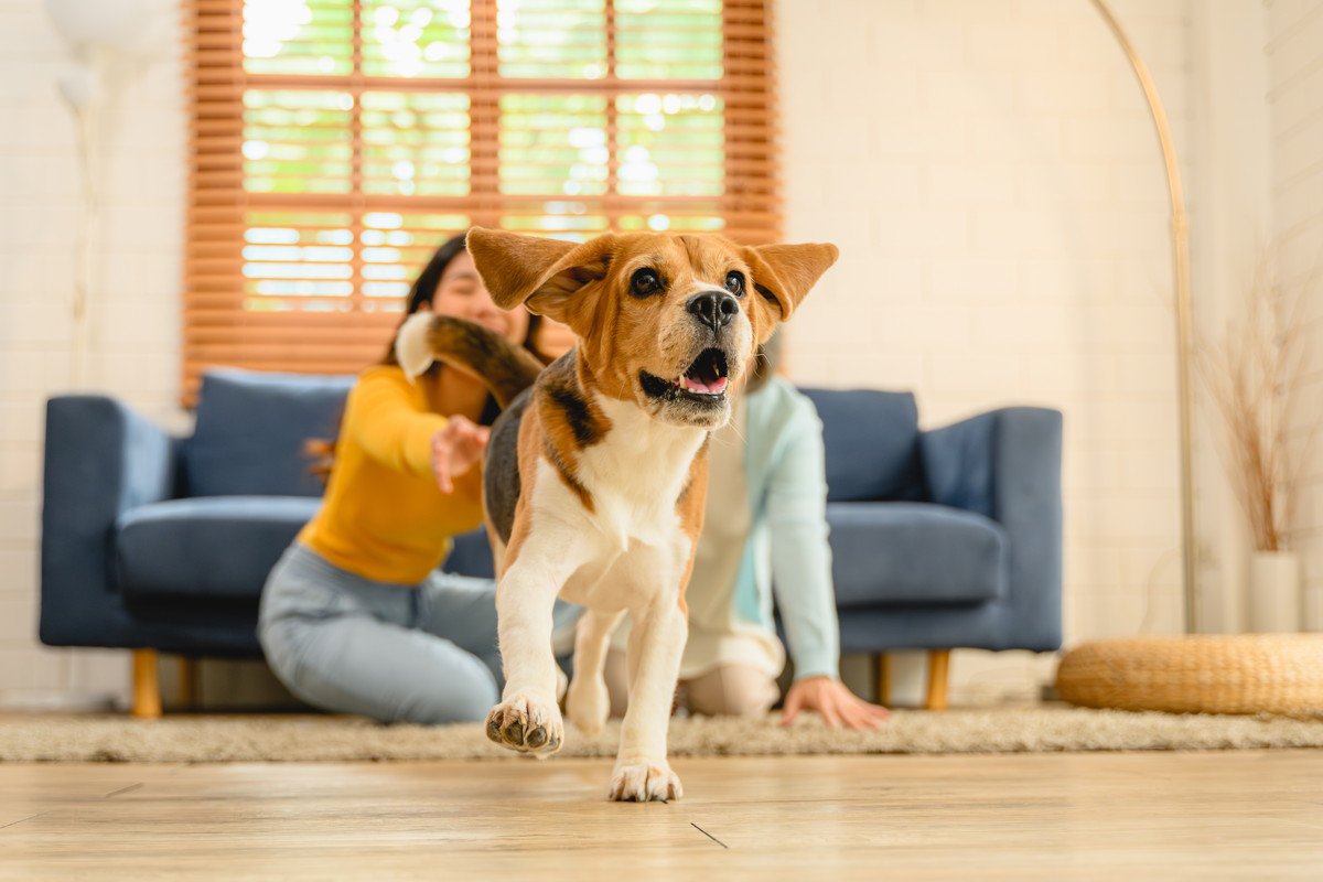 犬にさせてはいけない『室内の遊び』３選　怪我の原因となる危険な行動まで解説