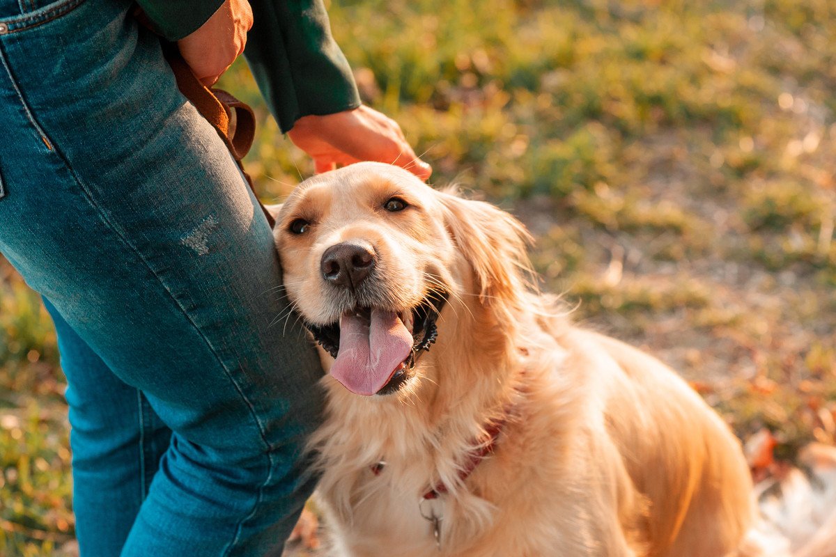 犬が「良い人」と感じる基準は？4つの特徴と好かれるためにすべき行動とは？