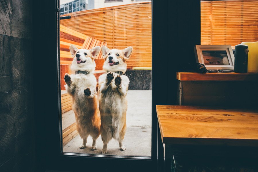 犬同伴可能な飲食店でも必ず守りたいマナー３選