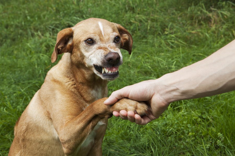 犬に敵意を持たれてしまう人の特徴５つ