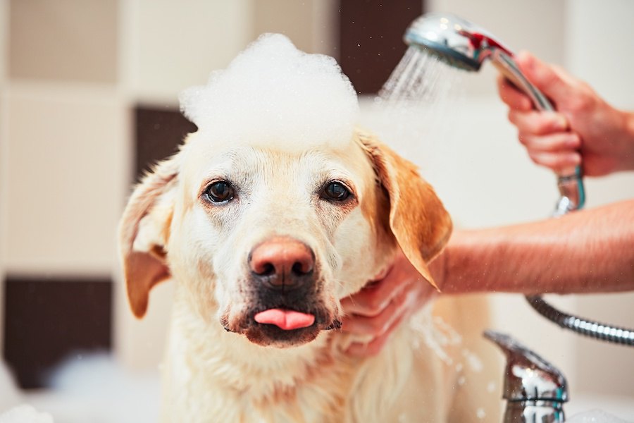 犬を『お風呂好き』にするための方法やコツ３選