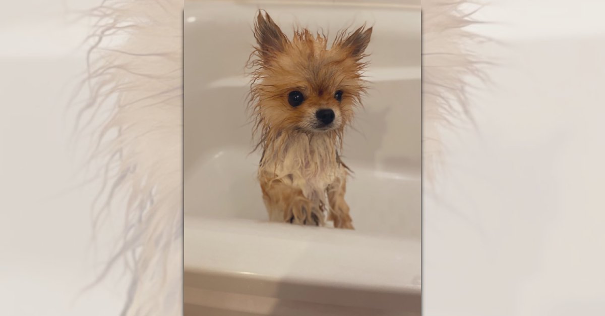 お風呂に入るとまるで別犬に…！ふわふわを失ったポメラニアンさん