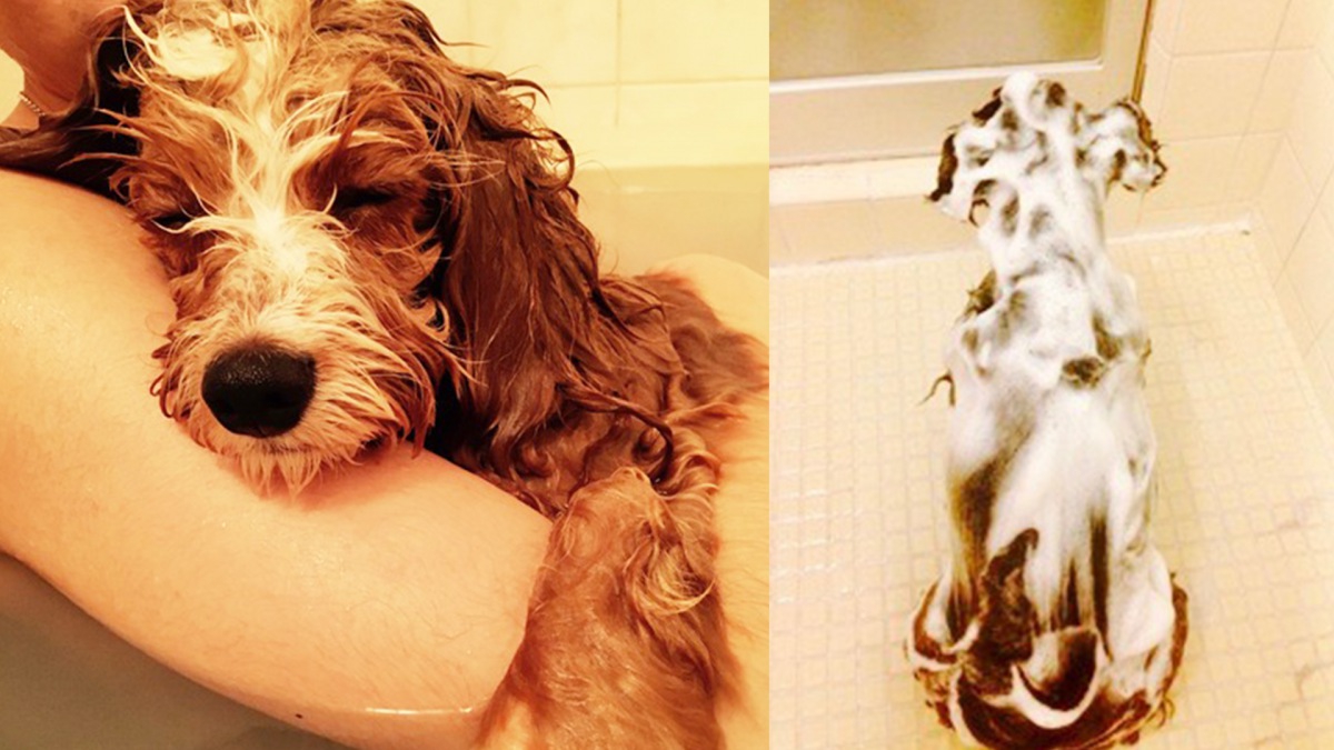 困っちゃう！愛犬のお風呂嫌いを克服する方法！