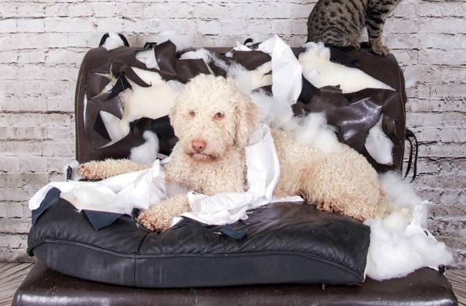 犬がソファーや家具を破壊するのはなぜ？どうすればおさまるの？
