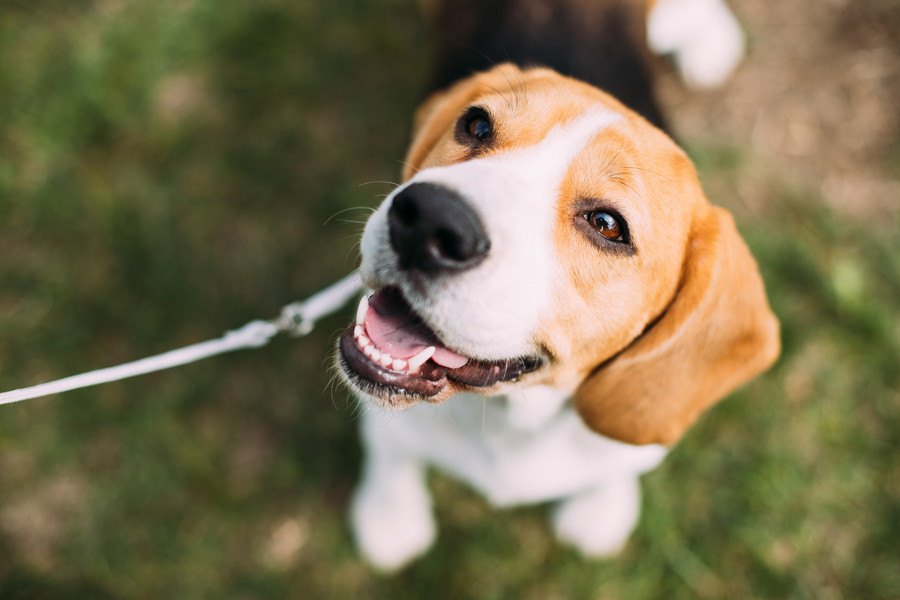 犬が『笑顔』になるのは何故？３つの理由と気を付けたいことを解説