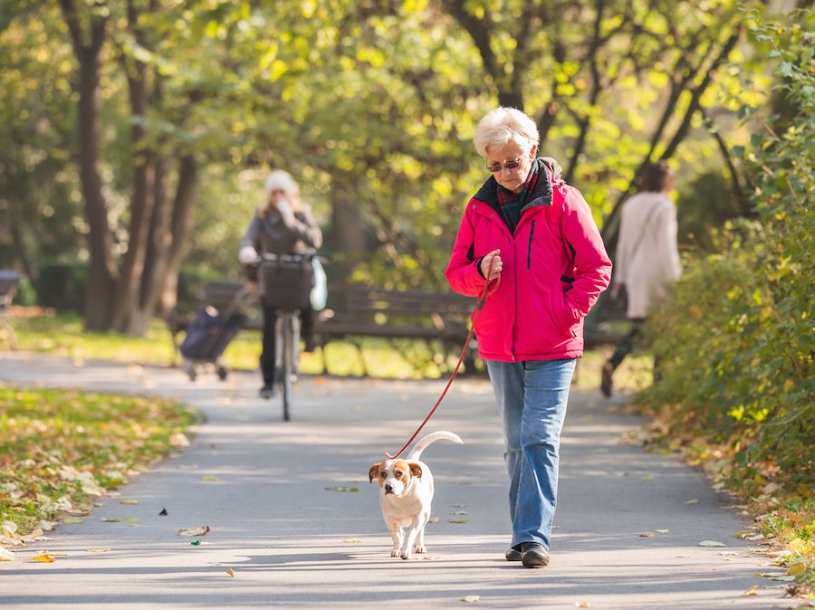 犬の散歩に関連した高齢者の骨折が増えている【米国のリサーチ】