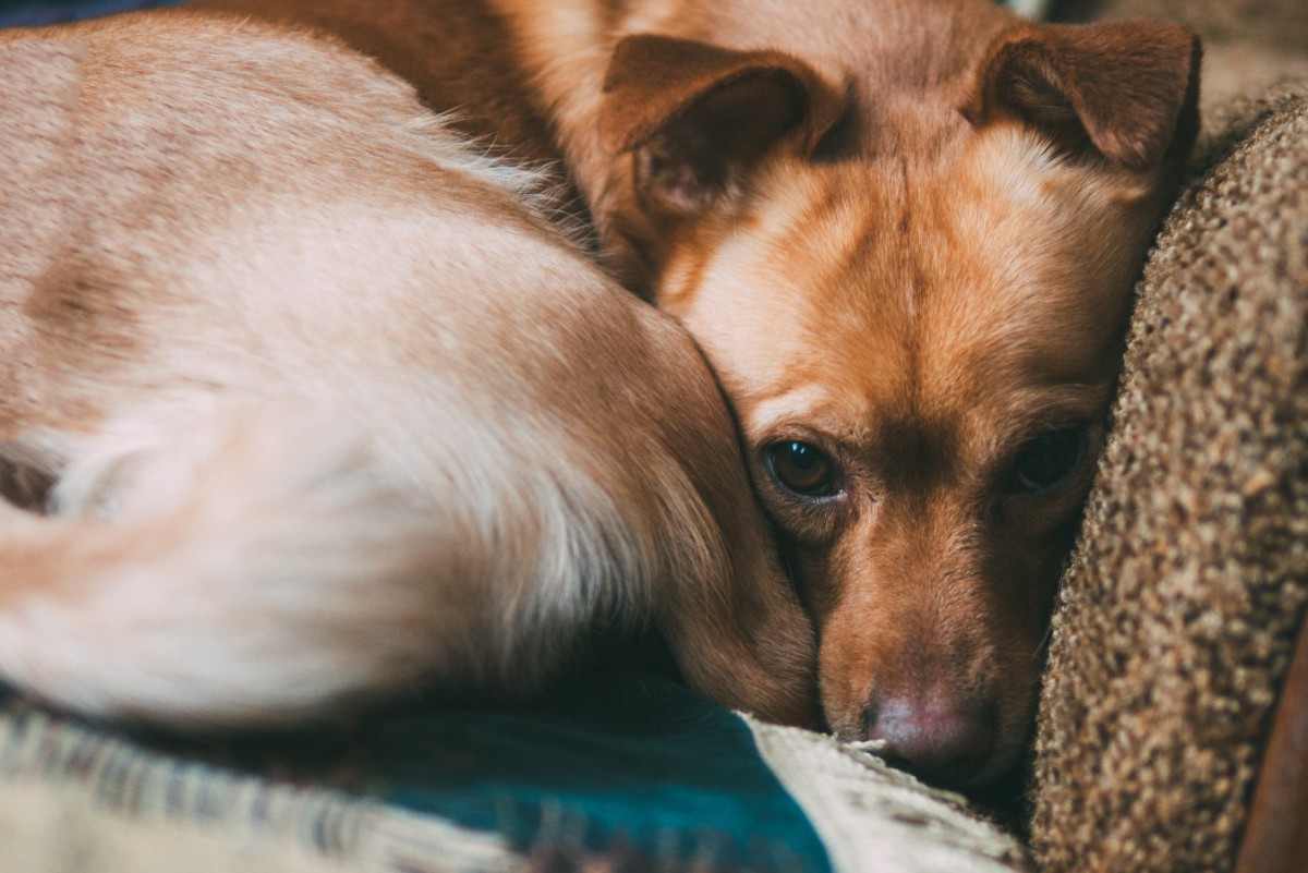 犬用フェロモン製品は犬の不安症に効果がある？