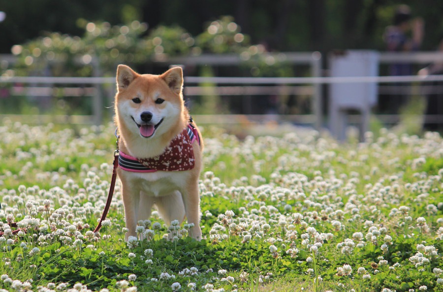 犬が秋に花粉症になる原因と対処法