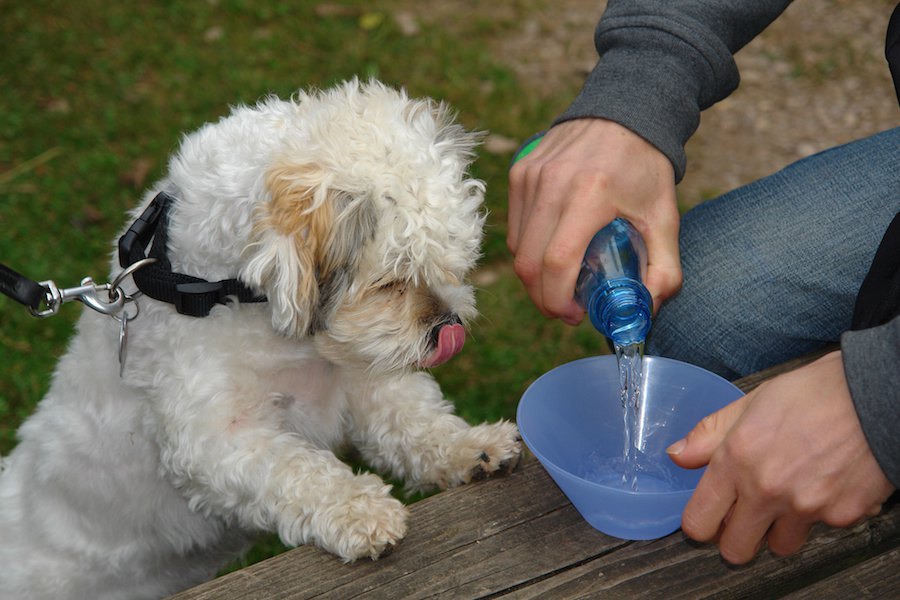 犬の水入れが命に関わる細菌の温床になることがあるという研究結果