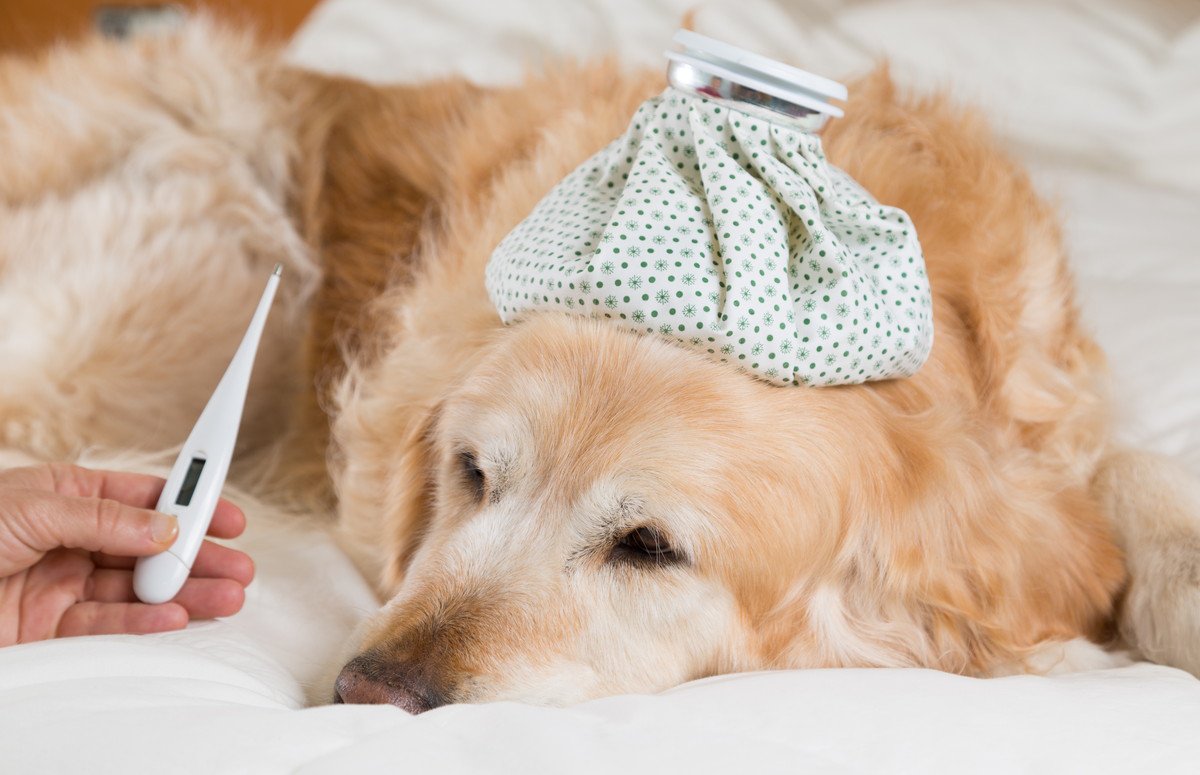 犬も風邪をひく！見極めるべき『初期症状』3選　悪化を防ぐ対策とは？