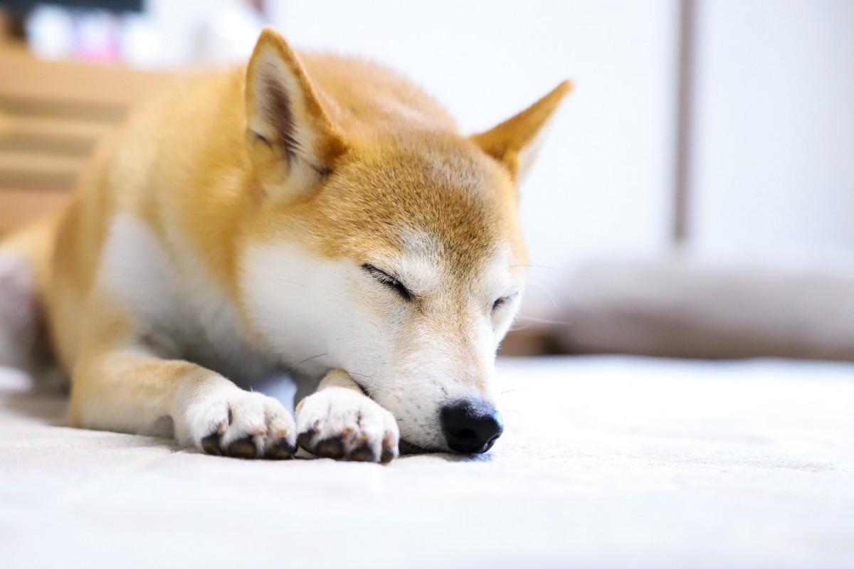 犬も『寝たふり』をするって本当？やりがちなシチュエーションや心理を解説