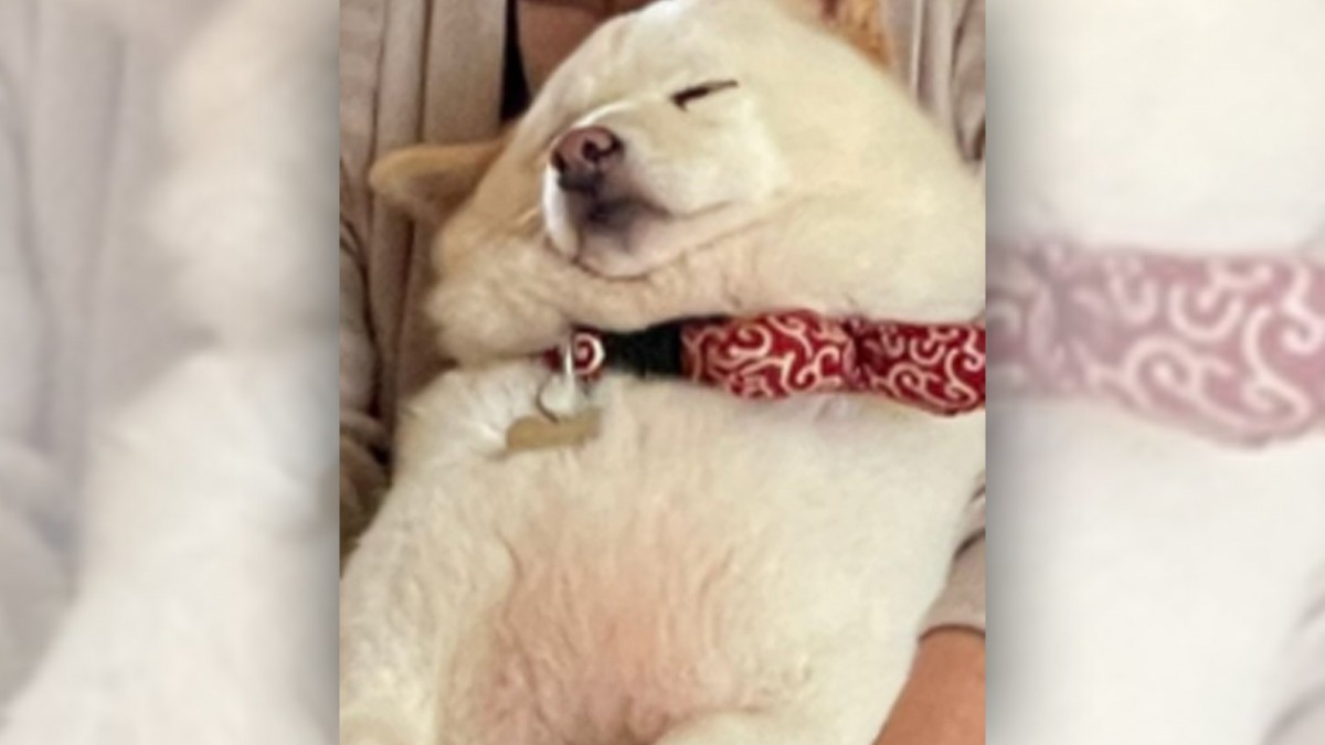 【17万いいね！】抱っこで眠るむちふわの柴犬さんがSNSで話題♡