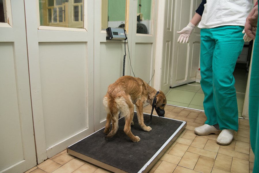 動物病院での犬のストレスと知っておきたい大切なこと【研究結果】