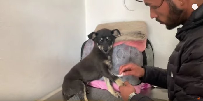 交通事故で傷を負った子犬を発見…この小さな命を救いたい！Part2