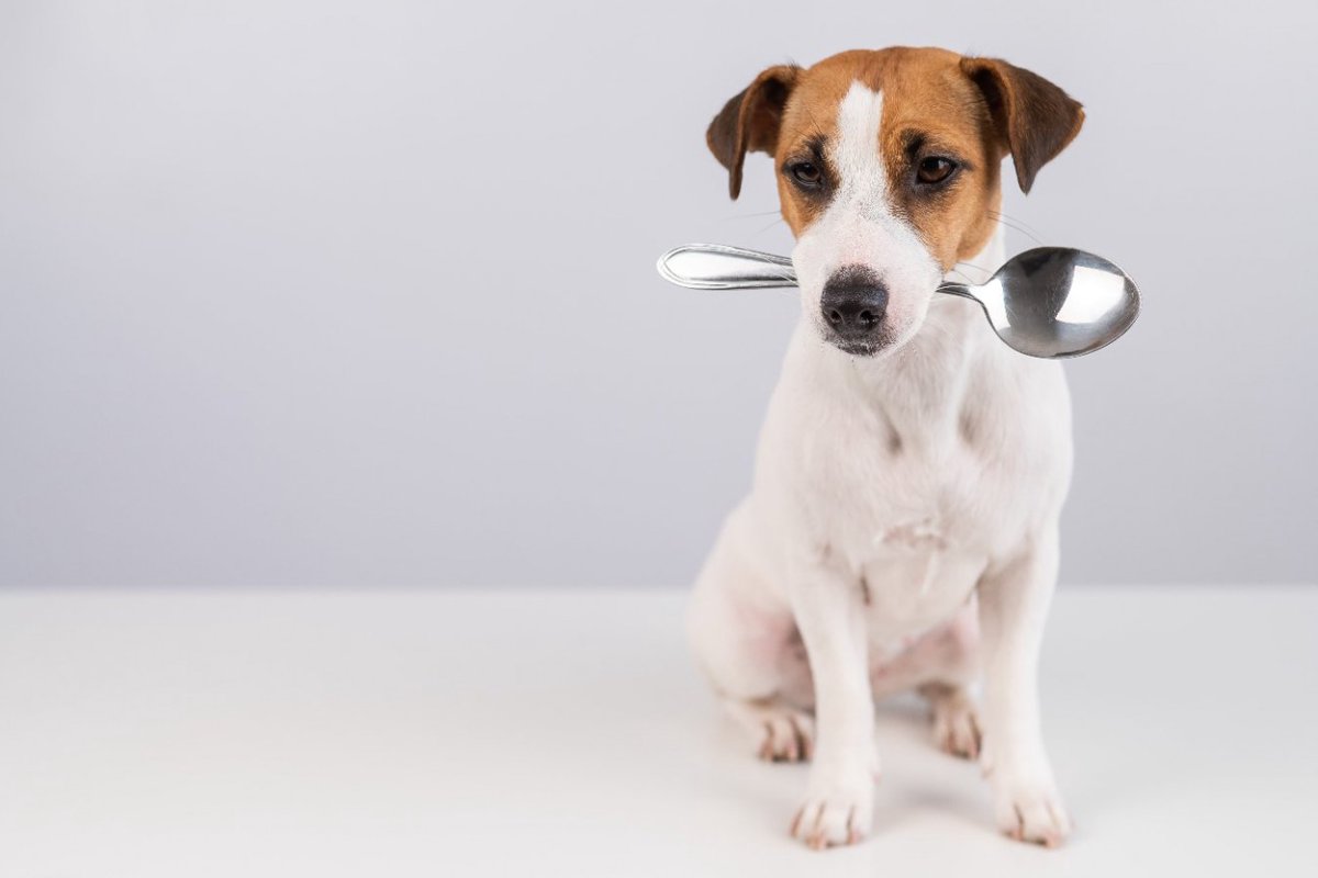犬のご飯における『間違った知識』３選　あなたは人間の食べ物をワンコに与えていませんか？
