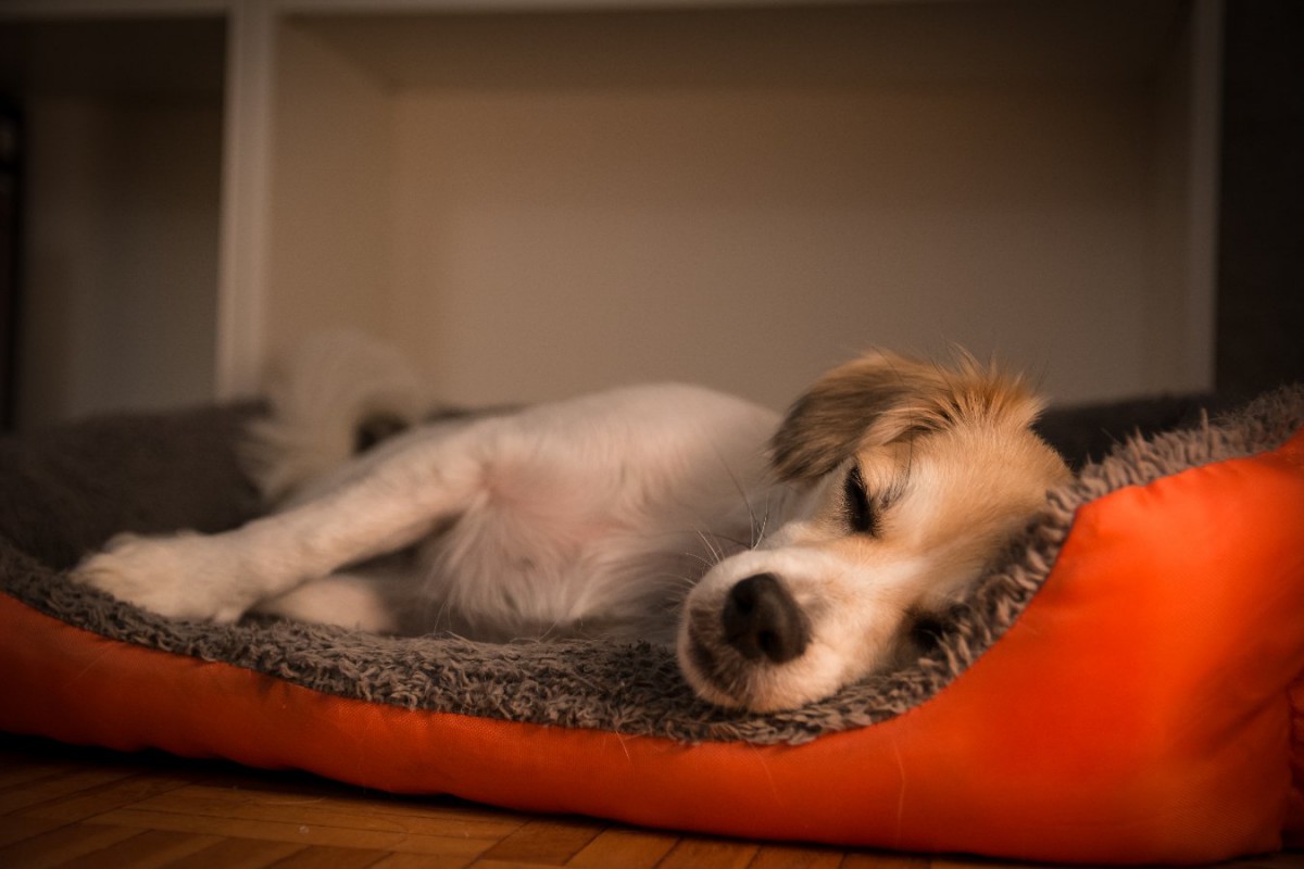 犬にとって理想的な睡眠時間って？寝すぎや睡眠不足のサインまで解説