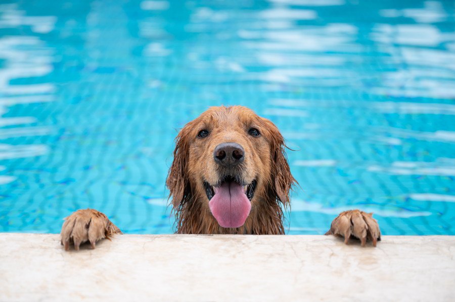 犬用プールで絶対に意識すべき『７つのこと』 トラブルや怪我をしないよう心がけて！