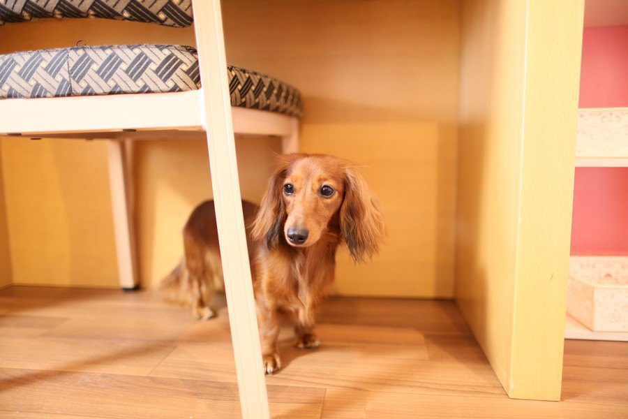 犬が家具の下に潜る心理４つと対処法