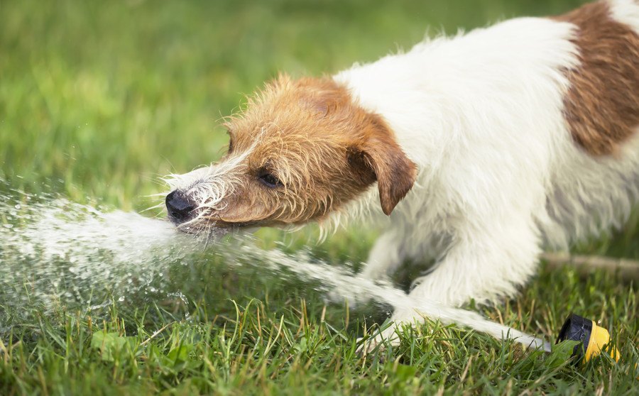夏は特に気をつけたい！犬の『水中毒』に注意を