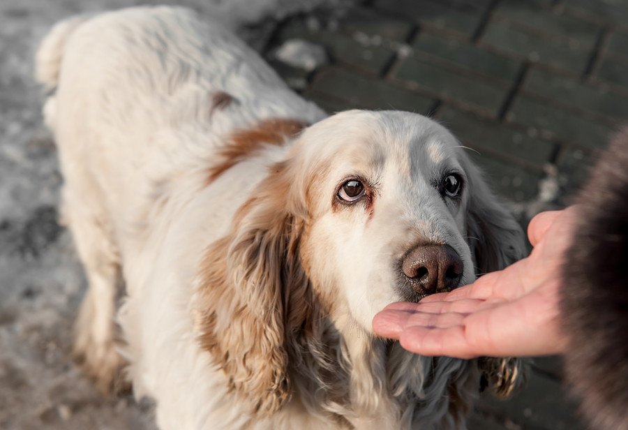 犬は飼い主の匂いと他人の匂いを区別できる！【研究結果】
