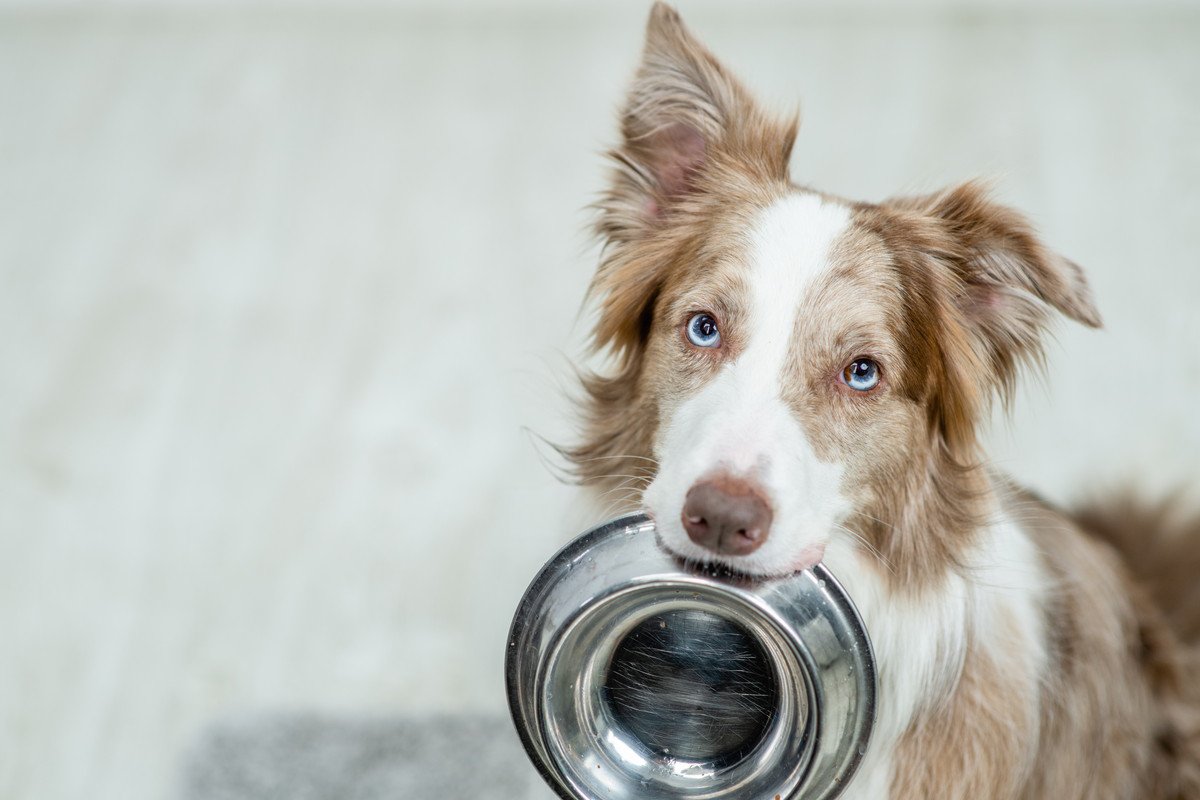 犬が食べ物を欲しがり続ける３つの理由とは？　与えすぎると起こる悪影響に「怖い」「きちんと対策しないと」