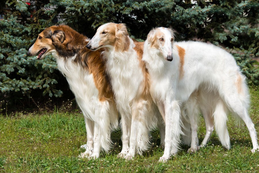 犬のボルゾイの性格や特徴、飼い方や価格について