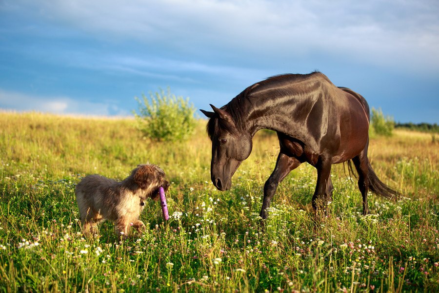 種を超えた友情、犬と馬が遊ぶことについての研究
