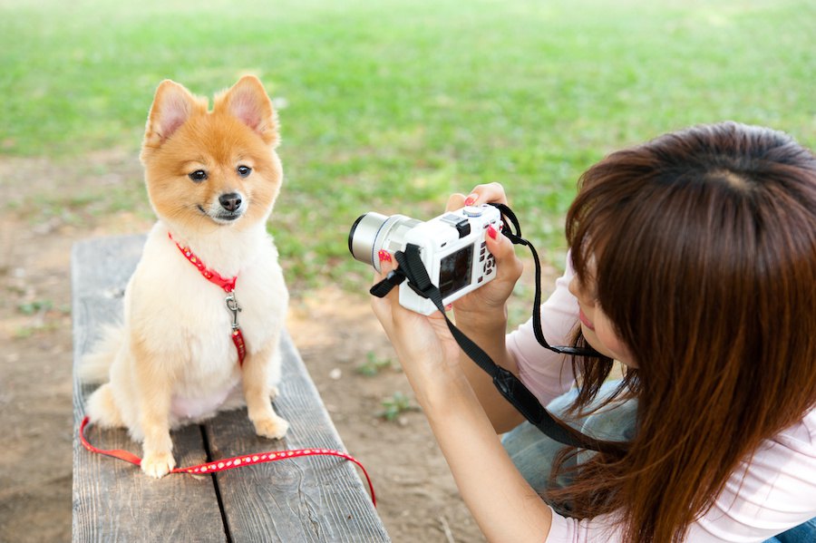 犬は「撮影」を理解してる？どうやったらうまく撮影できるの？