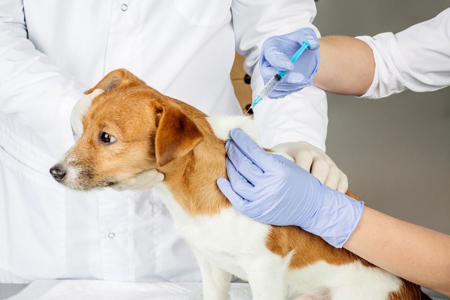 犬にワクチン接種が必要な理由