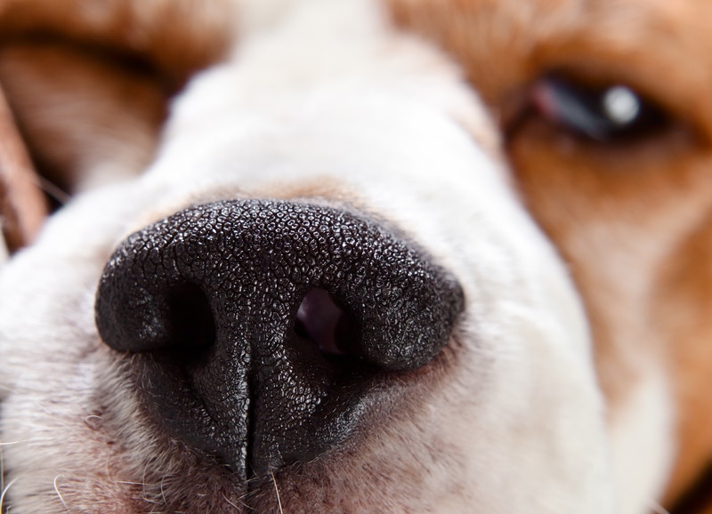 犬の鼻が乾燥している時に注意すべきこと