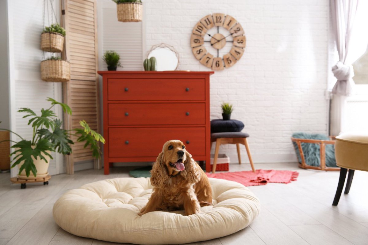 犬のベッドを洗う時の『NG行為』3選！正しく清潔にする方法は？