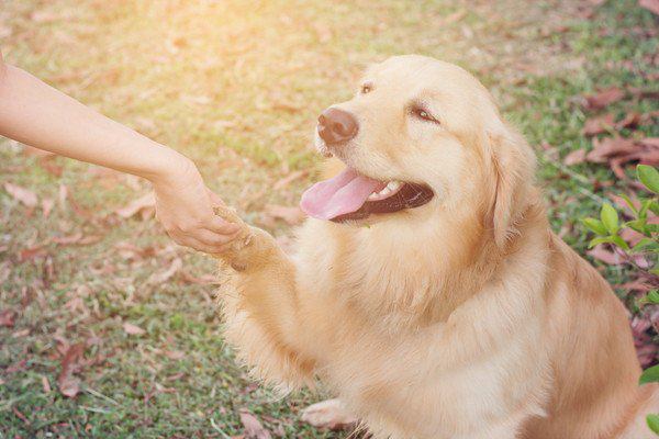 犬の聴覚障害について症状や飼い主ができる対応まで