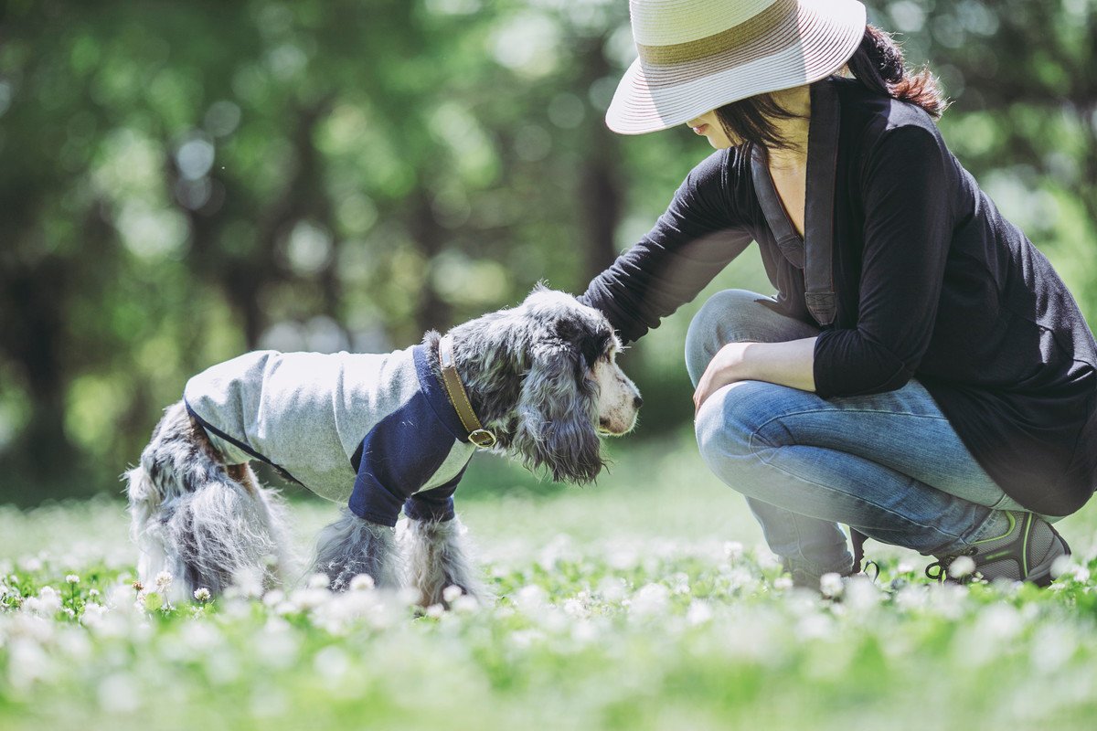 介護中の犬にも散歩が必要な理由と飼い主に気をつけてほしい注意点